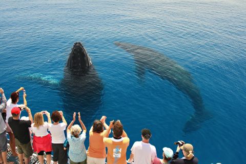Fra Hervey Bay: 4-timers hvalsafari med katamaran