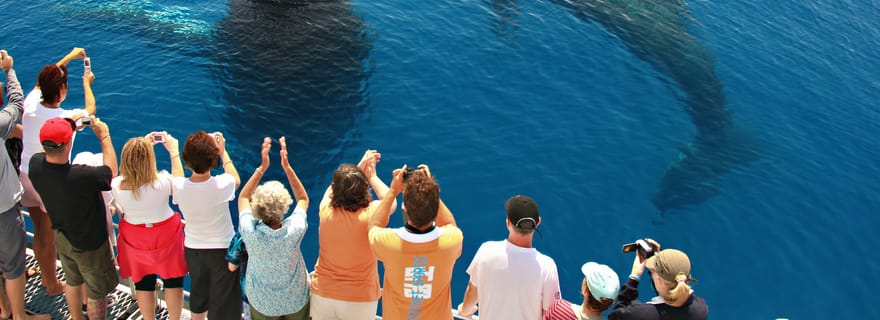 Observation des baleines à Hervey Bay (4 heures)