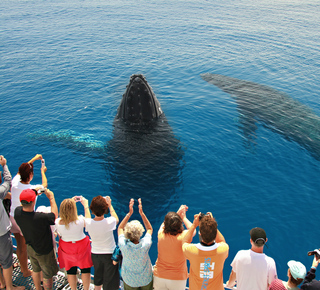 Whale Watching in Hervey Bay