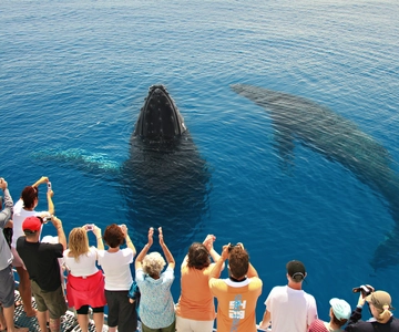 Observação de baleias de 4 horas em Hervey Bay