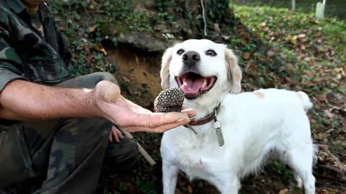 piemonte vino barbaresco caccia al tartufo e pranzo