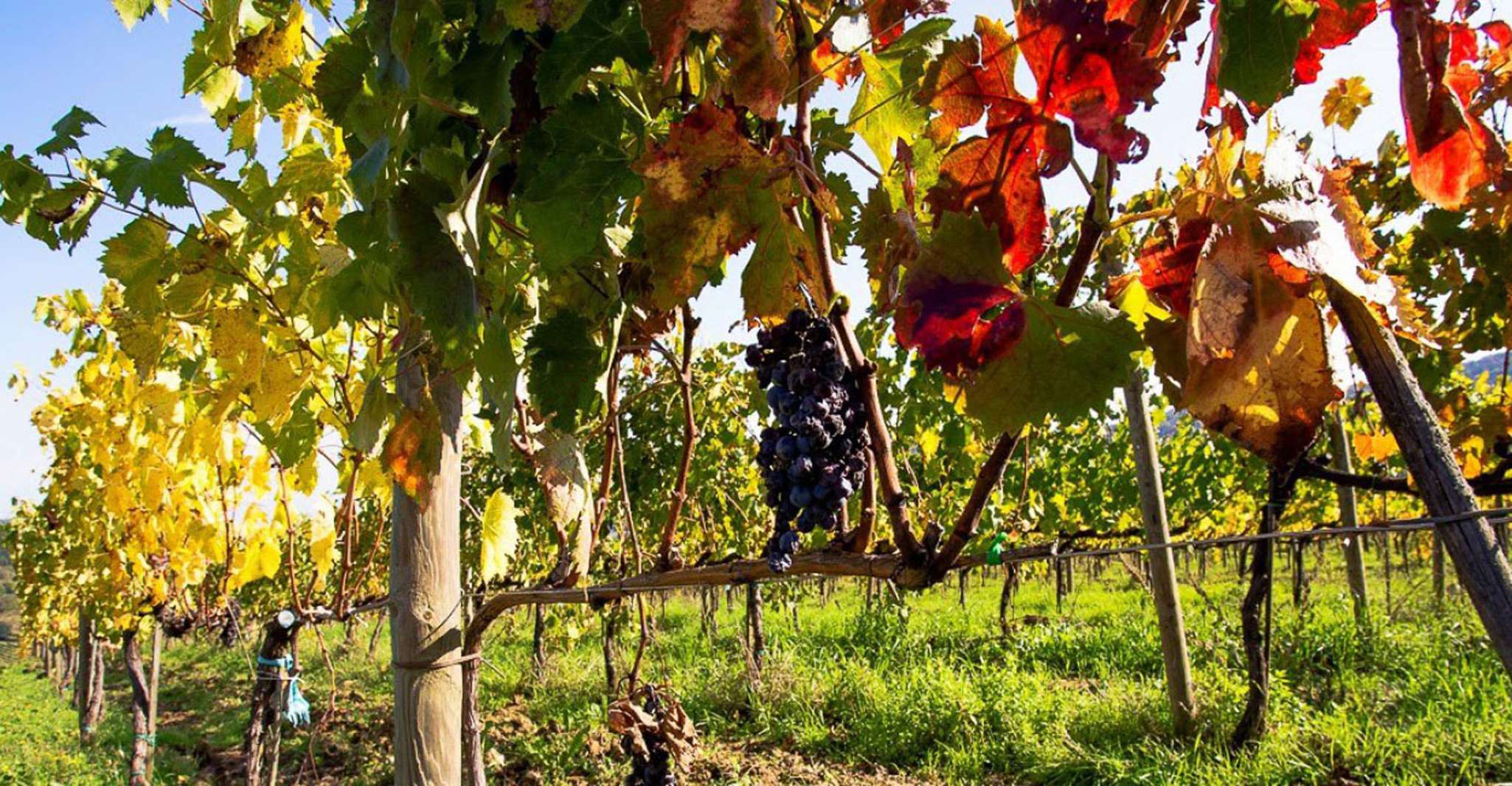 Ganztägige Barbaresco Weintour mit Trüffeljagd und Mittagessen - Hizvo