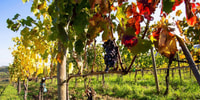 Tour de vino Barbaresco de día completo con caza de trufas y almuerzo - Hizvo