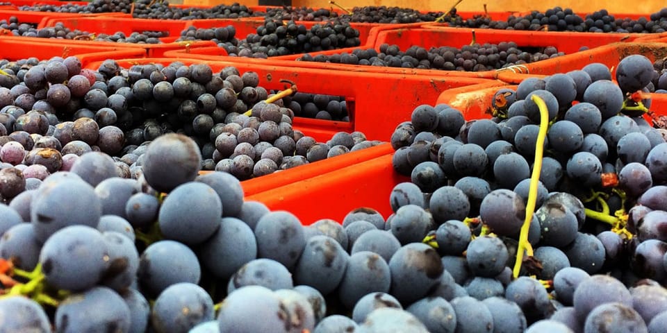 Ganztägige Barbaresco Weintour mit Trüffeljagd und Mittagessen - Hizvo