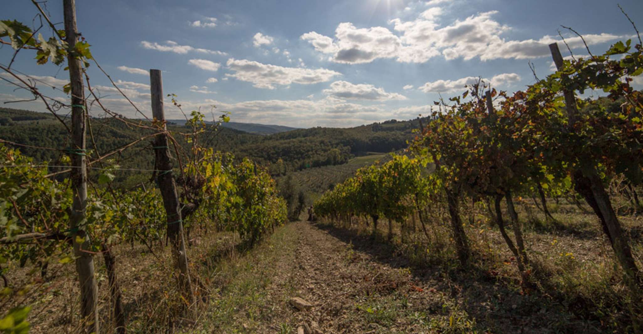 From Florence: Chianti Wine Tastings at Sunset Day Trip photo 10