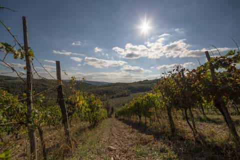 Chianti at Sunset: Pequeno Grupo Excursion