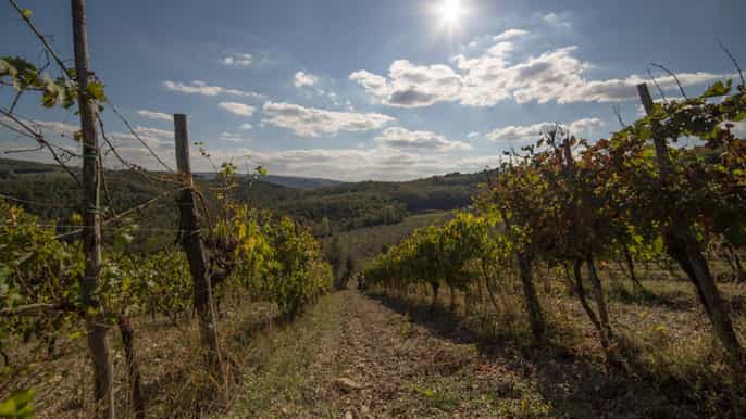 chianti al tramonto piccolo gruppo escursione