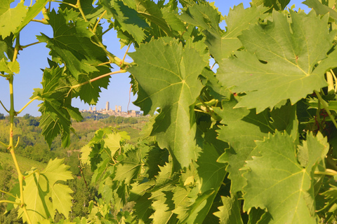 Florence: Chianti Villages, San Gimignano and Winery Tour Private Tour in Italian