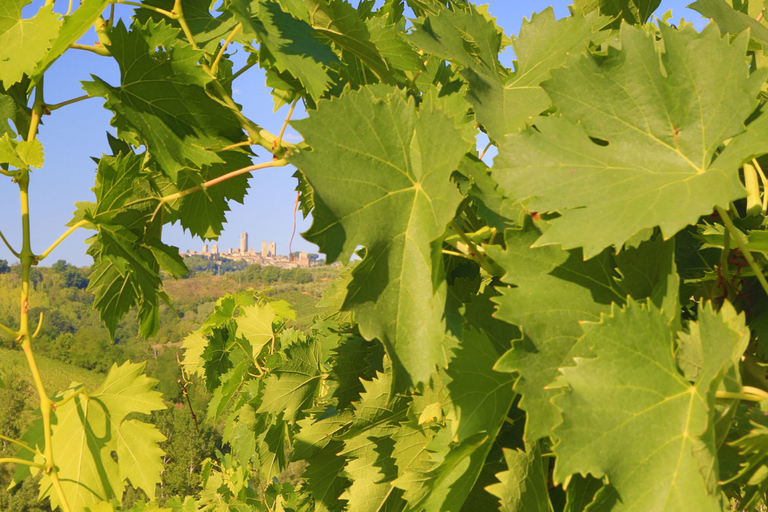 Florence: Chianti Villages, San Gimignano and Winery Tour Private Tour in Italian
