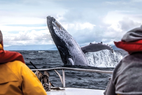 Mirissa: Excursión matinal de avistamiento de ballenas