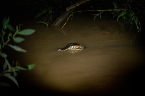 Excursión Privada de 2 Días en la Amazonia de Tambopata