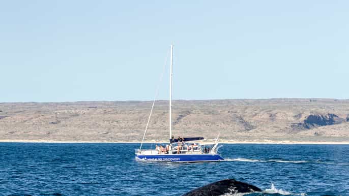 from exmouth ningaloo reef swim with humpback whales