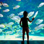 Biglietto per il Museo Oceanografico di Monaco