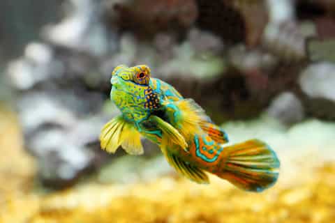 Oceanographic Museum of Monaco Ticket