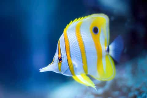 Oceanographic Museum of Monaco Ticket