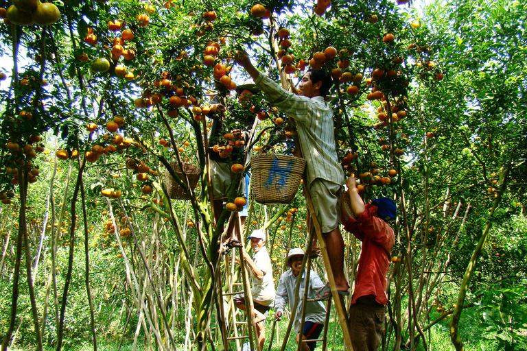 Desde Ho Chi Minh: tour privado del mercado de Cai RangTour privado: mercado flotante de Cai Rang y delta de Mekong