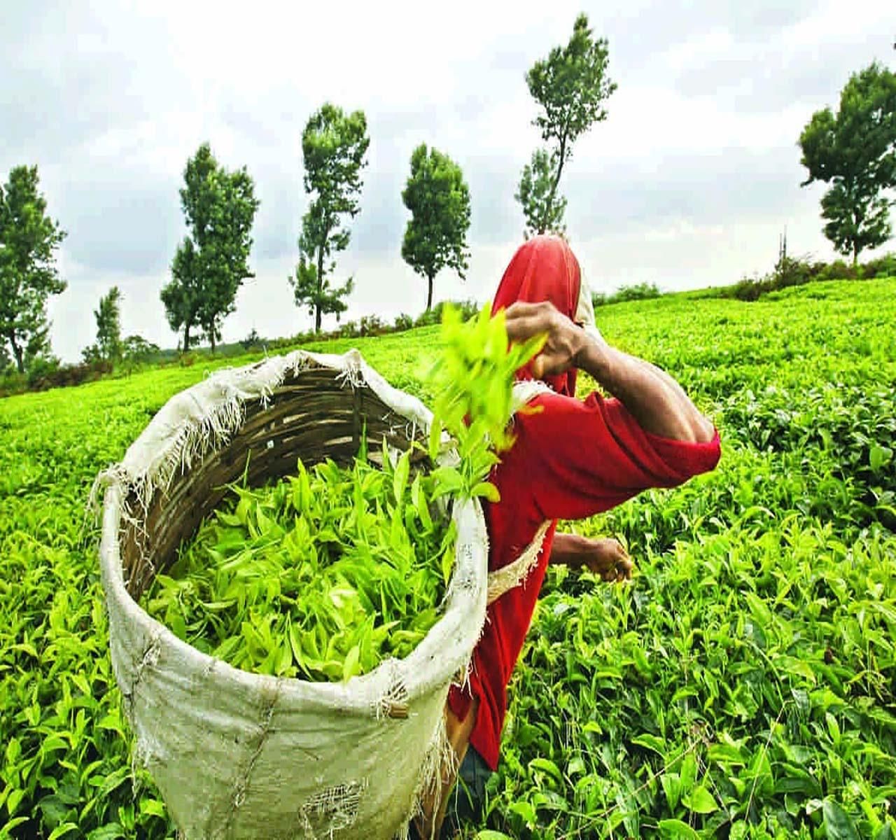Nuwara Eliya Ganzer Tag: 5Wasserfälle, 2Tea Test & Auswahl durch TUK