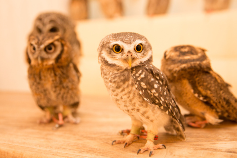 Tokio: encuentro con búhos en el Owl Café de AkihabaraTokio: encuentro con búhos en el Owl Café en Akihabara