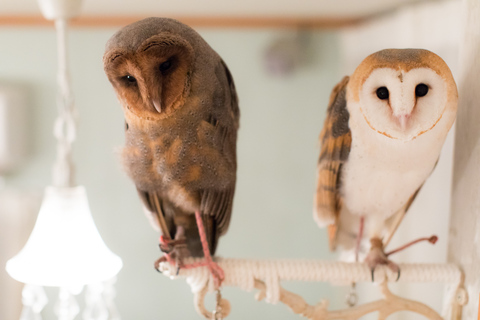 Owl Cafe Tokyo Akiba Fukurou