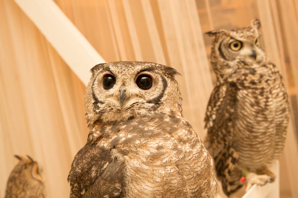 Owl Cafe Tokyo Akiba Fukurou Getyourguide