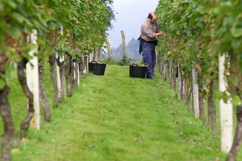 Descubre la Esencia del Vino Txakoli de San Sebastián