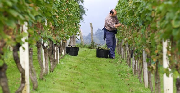 Entdecke die Essenz des Txakoli-Weins aus San Sebastian