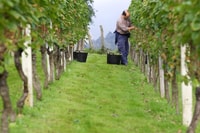 Getaria Txakoli Wine Tour van San Sebastian - Housity