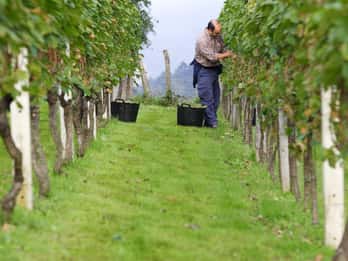 Discover the Essence of Txakoli Wine from San Sebastian