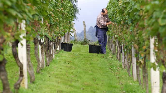 txakoli winery visit and getaria zarautz villages tour