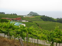 Getaria Txakoli Wine Tour van San Sebastian - Housity