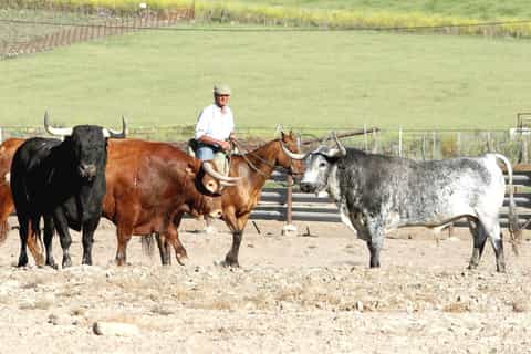 From Cádiz: Private Full-Day Bulls & Arcos de la Frontera
