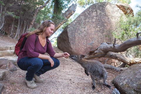 1 Day Launceston to Hobart via Wineglass Bay active day trip