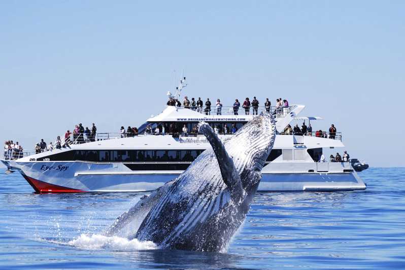 Brisbane: Whale Watching Cruise with Lunch