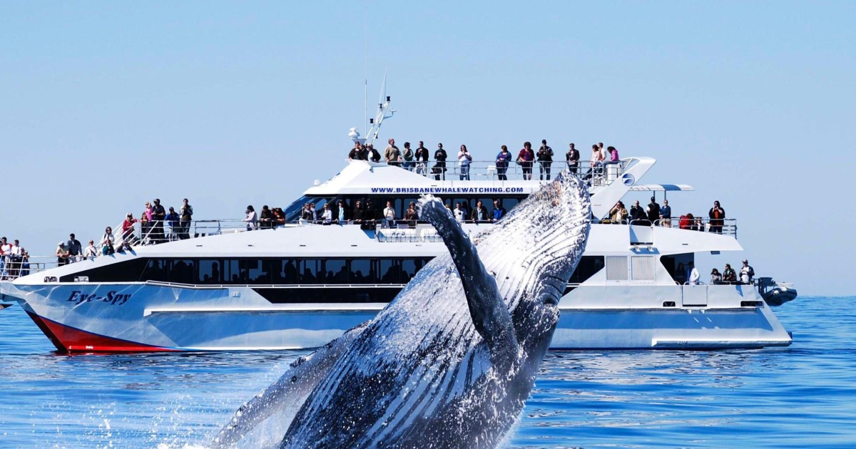 whale watching cruise perth