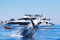Brisbane, Whale Watching Cruise con pranzo - Hizvo