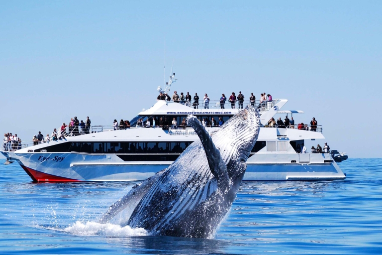 Brisbane : croisière observation des baleines avec déjeunerCroisière pour observer les baleines avec déjeuner