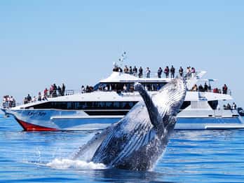 Brisbane: Whale Watching Cruise with Lunch