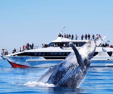 Brisbane: Whale Watching Cruise with Lunch