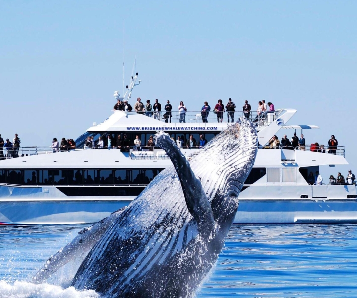 Brisbane: Whale Watching Cruise with Lunch