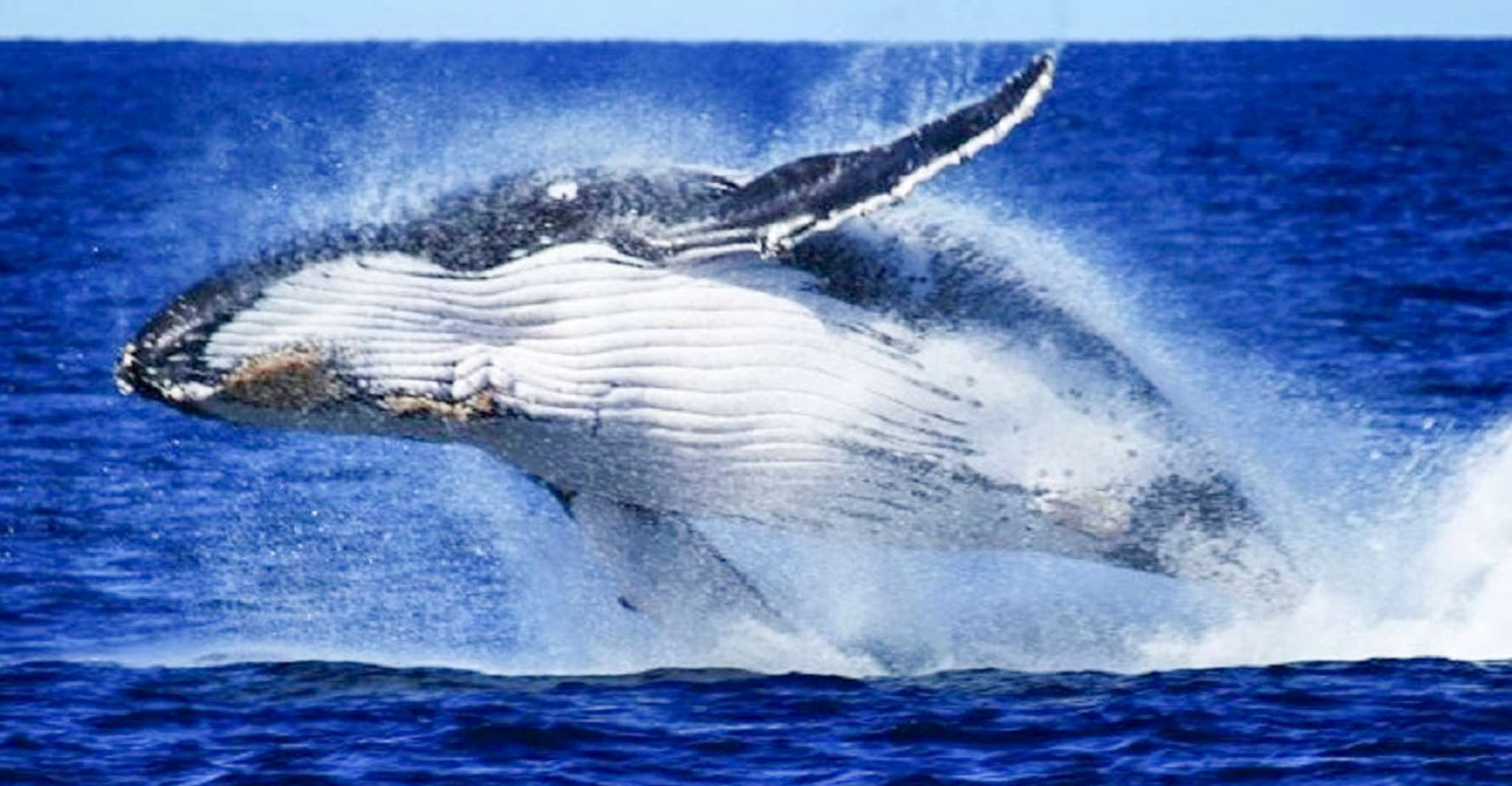 ブリスベン、昼食と一緒にクルーズを監視するクジラ - Hizvo
