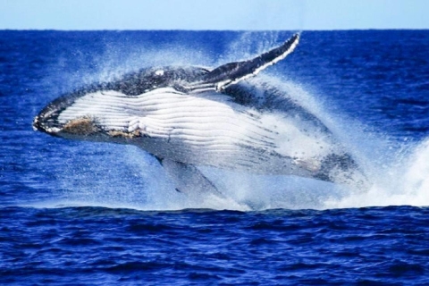 Brisbane: rejs z obserwacją wielorybów z wykwintnym lunchem