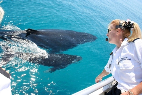 Brisbane: avistaje de ballenas y almuerzo gourmet