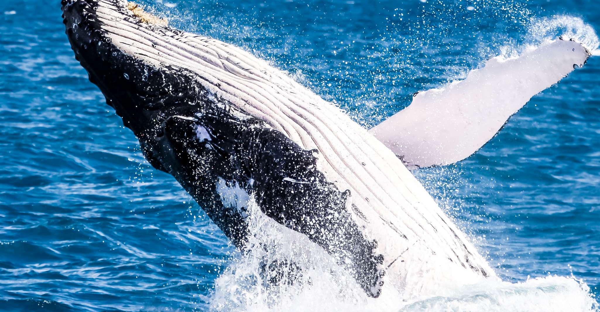 ブリスベン、昼食と一緒にクルーズを監視するクジラ - Hizvo