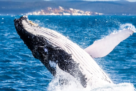 Brisbane: rejs z obserwacją wielorybów z wykwintnym lunchem