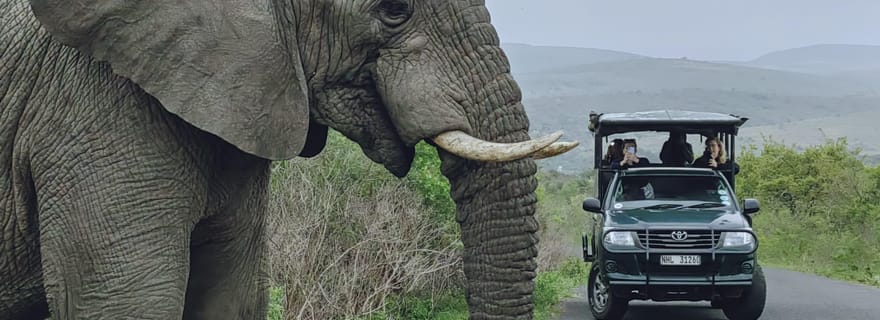 Richards Bay : Safari dans la réserve de chasse de Hluhluwe Imfolozi