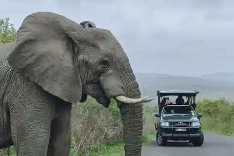 Richards Bay: Hluhluwe Imfolozi Game Reserve Safari Tour