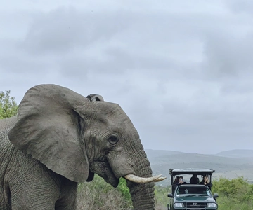 Richards Bay: Hluhluwe Imfolozi Game Reserve Safari Tour