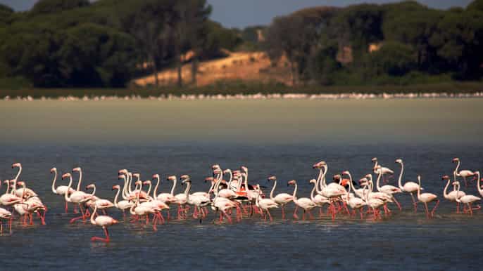 desde cádiz parque nacional de doñana y sanlúcar