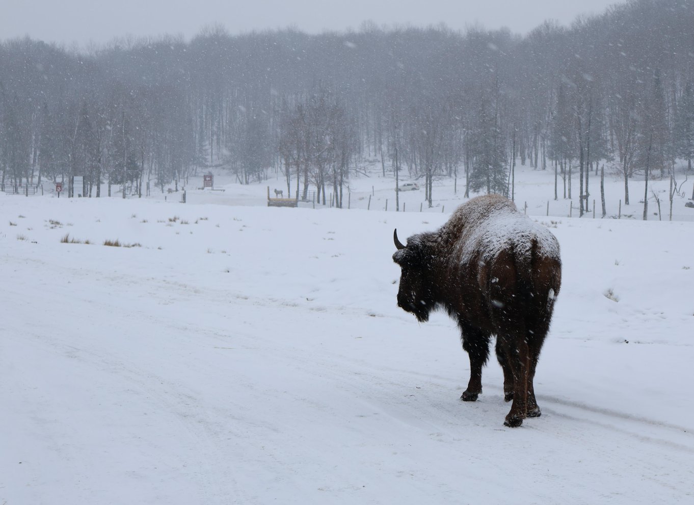 Fra Montreal: Omega Park Wildlife Safari Calling Sounds