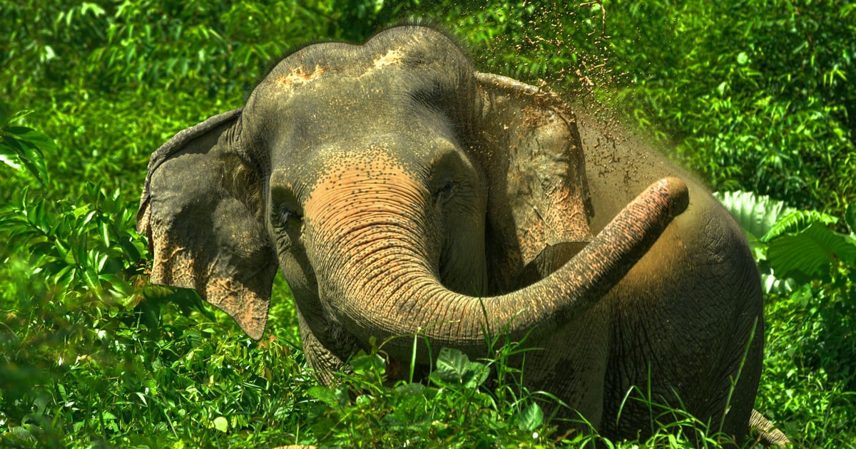 Phuket: Elephant Jungle Sanctuary 'Watch Me' Experience | GetYourGuide